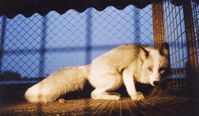 Füchse werden auf Pelzfarmen in engen Gitterkäfigen gehalten. Bild: VIER PFOTEN