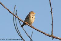 Grauammer ist eine Indikatorvogelart
Quelle: Foto: J. Hoffmann (privat) (idw)