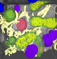 Kombination der einzelnen Aufnahmen zu einem 3D-Bild der Zellarchitektur mit Mitochondrien (grün), Lysosomen (lila), multivesikulären Körperchen (rot) und dem endoplasmatischen Retikulum (beige). Bild: Burcu Kepsutlu/HZB