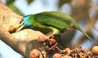 Blauwangen-Bartvogel (Megalaima asiatica)