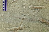 Handabdrücke von azhdharchiden Flugsauriern in einem Sandstein der spätesten Kreidezeit. Fundort: RaQuelle: Bild: Wolfgang Stinnesbeck (idw)