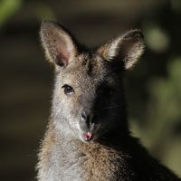 Fahndungsfoto: Wallabys