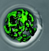 Netzwerkartige Struktur von grün eingefärbten Mitochondrien aus dem Modellorganismus der Bäckerhefe. Quelle: Quelle: AG Meisinger (idw)