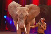 Tierlehrer Erwin Frankello im Heilbronner Weihnachtscircus (Dezember 2014) / Bild: "obs/Aktionsbündnis "Tiere gehören zum Circus"/Dirk Candidus"