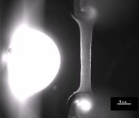 Standbild aus einem Video mit dem schlagenden Labor-Herzmuskel.