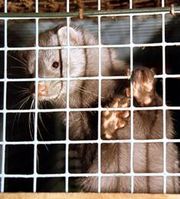Tierquälerei auf Nerzfarmen. Bild: PETA