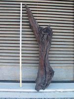 Einen Meter lang und rund 3570 Jahre alt ist der auf Santorin gefundene Olivenast. Der Baum wurde in Lebendposition von der nach dem Ausbruch in gewaltiger Menge herab regnenden Asche begraben. Foto: Walter Friedrich