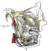 Anatomische Darstellung des Ganglion trigeminale (Ganglion semilunare) und der drei Äste des Nervus trigeminus.