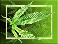 Cannabis ist eine vielseitige Pflanze. Bild: pixelio.de/Kokopelli