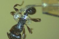 Roboter-Tentakel: umschließt sanft sogar eine Ameise. Bild: uiowa.edu