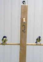 Abb. 1 Besonders erkundigungsfreudige Vögel suchen innerhalb kurzer Zeit vier von fünf künstlichen "Bäumen" im Beobachtungsraum auf. Bild: Kees van Oers