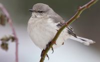 Gartenspottdrossel oder Amerikanische Spottdrossel (Mimus polyglottos)