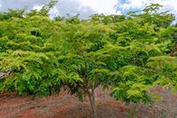 Pau Brasil Tree / Bild: Shutterstock Fotograf: Wagner Santos de Almeida