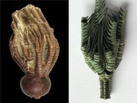 Fossile Crinoide aus dem Jura (links) und heutige Crinoide (rechts) mit Chinon-Farbstoffen.
Quelle: Foto: PNAS/Universität Göttingen (idw)