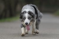 Auch kranke Hunde sollten regelmäßig bewegt werden. Wichtig ist es, die eingeschränkte Leistungsfähigkeit entsprechend zu berücksichtigen. Bild: "obs/Bundesverband für Tiergesundheit e.V./BfT/tsik Shutterstock"