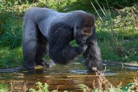 Silberrücken Kidogo im Krefelder Zoo (Gorilla) /  Bild: Zoo Krefeld Fotograf: Vera Gorissen