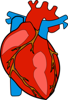 Herz: neuer Biokleber für den Herzmuskel.