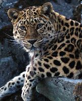 Amur-Leopard Bild: Valerii Maleev / WWF