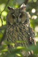 Die Waldohreule (Asio otus) ist eine Vogelart, die zu den Eigentlichen Eulen (Strigidae) gehört. Sie ist eine der häufigsten Eulen in Mitteleuropa.