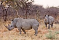 Breitmaulnashörner in Namibia