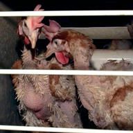 ARD/NDR - WARE TIER - "Auf der Suche nach dem glücklichem Huhn" ein Film von Christian Rohde am Donnerstag (19.10.06) um 23.45 Uhr vom NDR im Ersten. Federlose Legehenne in Bodenhaltung - Kannibalismus und Federpicken sind Alltag. Bild: NDR