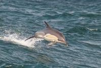 Der Gemeine Delfin (Delphinus delphis), auch Gewöhnlicher Delfin genannt, trägt seinen Namen, weil er über Jahrhunderte die bekannteste Art der Delfine war.