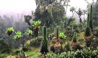 Pflanzen tropischer Hochgebirge (hier Ruwenzori) sind jede Nacht Frösten ausgesetzt.