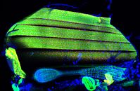 Die Zellkerne (rot) der Flugmuskeln von Drosophila benötigen den Splicing Regulator Arrest, um die richtigen Bausteine für die kontraktilen Strukturen (die Sarkomere, grün) bilden zu können. Quelle: Bild: Frank Schnorrer / Copyright: MPI für Biochemie (idw)