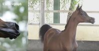 Bild: Screenshot aus dem YouTube-Video ‘Cartoon-like’ horse is bred for 'perfection'