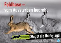 Der Feldhase gilt gem. der Roten Liste Deutschland als im Bestand gefährdet. In Brandenburg und in Rheinland-Pfalz wird er nach wie vor bejagt.