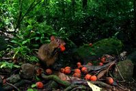 Agouti mit einer Palmfrucht im Tropenwald Panamas.
Quelle: Christian Ziegler (idw)