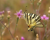 Der Segelalter (Iphiclides podalirius) ist ein Schmetterling, der nach dem was bislang bekannt ist, den klimatischen Verschiebungen besser folgen kann als viele andere Arten.
Quelle: Foto: Chris van Swaay / Butterfly Climate Risk Atlas 2008  (Nutzungsbeschränkung: kostenfrei bei red. Nutzung, Verwendung nur unter Angabe der Quelle und im Zusammenhang mit der Pressemitteilung) (idw)