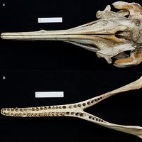 Bild: Schädel und Kiefer des neu entdeckten Araguaia Delfins © plosbiology.org