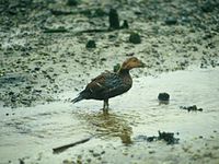 Verschmutze Vögel - nur eine der schlimmen Folgen von Ölkatastrophen. © WWF