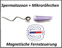 Ein Spermium wird in einem magnetischen Mikroröhrchen eingefangen und anschließend durch die magneti
Quelle: Prof. Dr. Oliver G. Schmidt, Veronika Magdanz (idw)