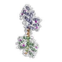 Hantelförmige Struktur des Kalziumpumpen-Schalterkomplexes in der Zelle der Ackerschmalwand (Arabidopsis thaliana).
Quelle: Bild: Henning Tidow et al. (idw)