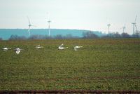 Windräder gegen Kraniche. Bild: Karl-Heinz Laube / pixelio.de