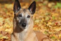 Ein mittelgroßer alternder Hund. Große Hunde sterben jünger als kleine, da sie schneller altern.
Quelle: Foto: Thomas Köllner (idw)