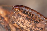 Der einheimische Hundertfüßer Lithobius forficatus lebt in der Bodenstreu und ist eine der untersuchten Arten.
Quelle: Foto: Bjoern M. von Reumont (idw)