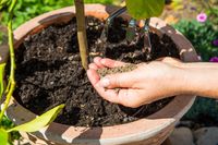 Damit Stauden, Gehölze & Co. im Frühjahr nach den kalten und dunklen Monaten kräftig austreiben können, brauchen sie Energie und Stärke, die sie vor allem über die Hauptnährstoffe Stickstoff (N), Phosphor (P), Kalium (K) sowie im Weiteren auch Kalzium (Ca), Magnesium (Mg) und Schwefel (S) erhalten.