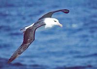 Schwarzbrauenalbatros (Thalassarche melanophris)