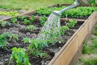 Bild: Shutterstock Fotograf: Pflanzen-Kölle Gartencenter GmbH & Co.KG