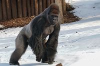 Silberrücken Kidogo im Krefelder Zoo Bild:     Zoo Krefeld