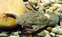 Südafrikansicher Krallenfrosch Xenopus laevis
Quelle: Foto: IGB (idw)