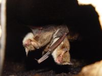 Fransenfledermäuse (Myotis nattereri) Foto: Stefan Greif