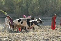 Kartoffelanbau in Afghanistan. Bild: de.wikipedia.org