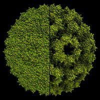 Visualisierung eines Virus mit 220.000 Atomen. Links: klassische Beleuchtung in Echtzeitcomputergrafik. Rechts: die Beleuchtung mit Ambient Occlusion macht die Oberflächenstruktur erheblich besser sichtbar.
Quelle: Universität Stuttgart/SFB 716 (idw)