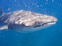 Walhai (Rhincodon typus). Bild: jon hanson / de.wikipedia.org