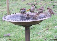 Sperlinge nutzen die Vogeltränke nicht nur zum Trinken, sondern auch zum Baden