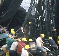 Tunfisch Fangflotte im Atlantischen Ozean Bild: WWF-Canon / Hélèle Petit